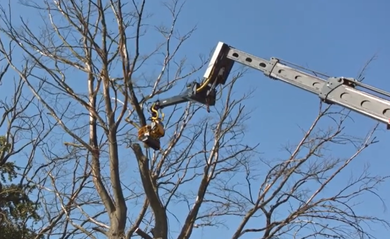 Location d'un GRAPIN COUPEUR pour élagage ou abattage d'arbres à Lyon