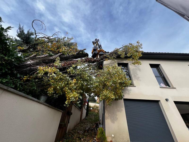 Location d'une grue araignée équipée d'un grapin coupeur pour élagage/abattage d'arbres à Lyon
